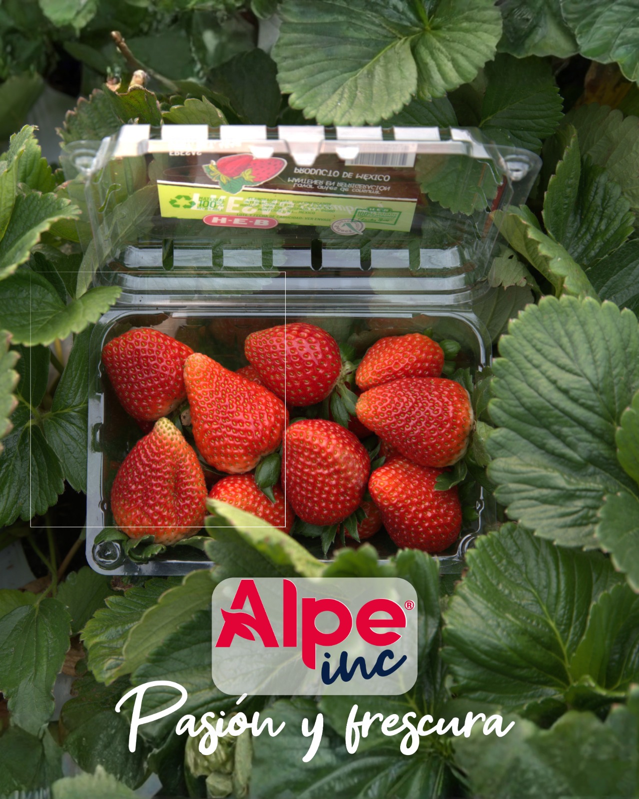 Operación Internacional